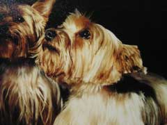 Photo de la yorkshire Gipsy qui a servi de modle au portrait animalier.